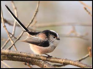 Long Tailed Tit 2