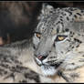 Snow Leopard