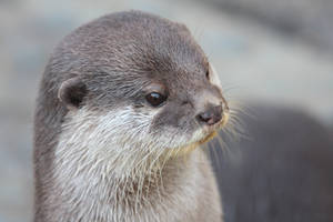 Otter Portrait