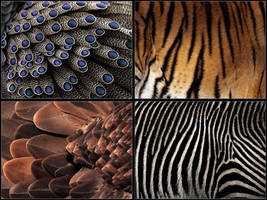 Patterns Fur And Feathers