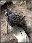 Peacock-Pheasant