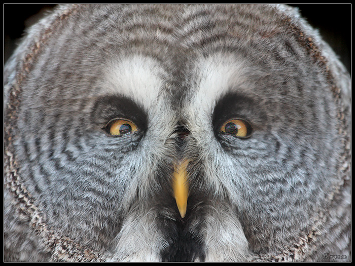 Great Grey Owl