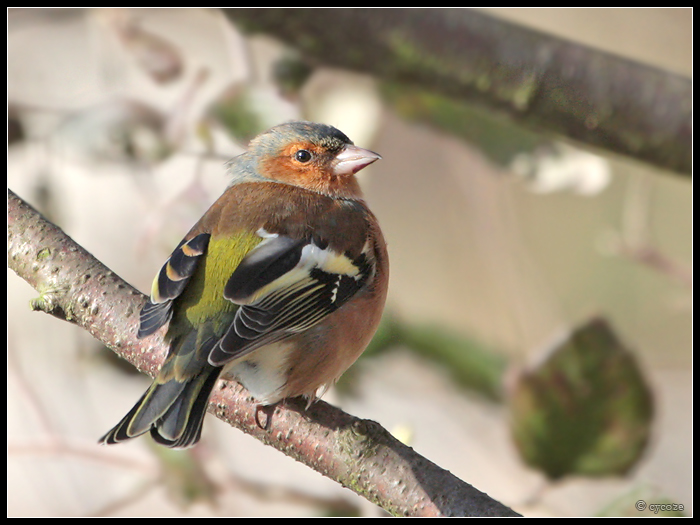 Male Chaffinch