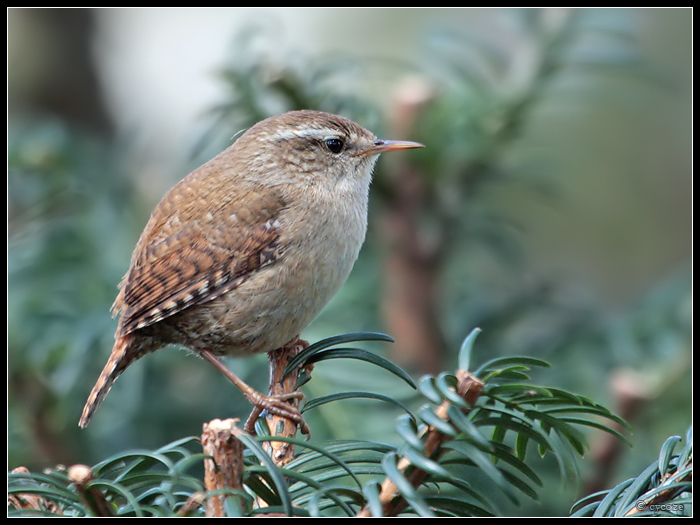 Wren