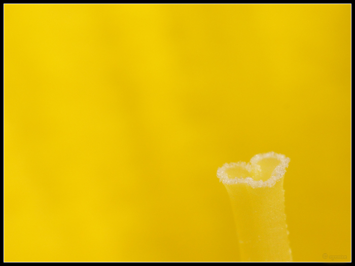 Daffodil Heart