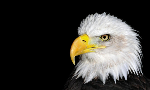 Bald Eagle WP1280x768