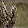 Treecreeper