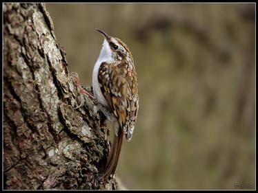 Treecreeper