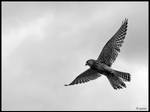 Kestrel Hover by cycoze