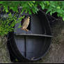 Kestrel Owl Box