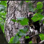 Kestrel Nest