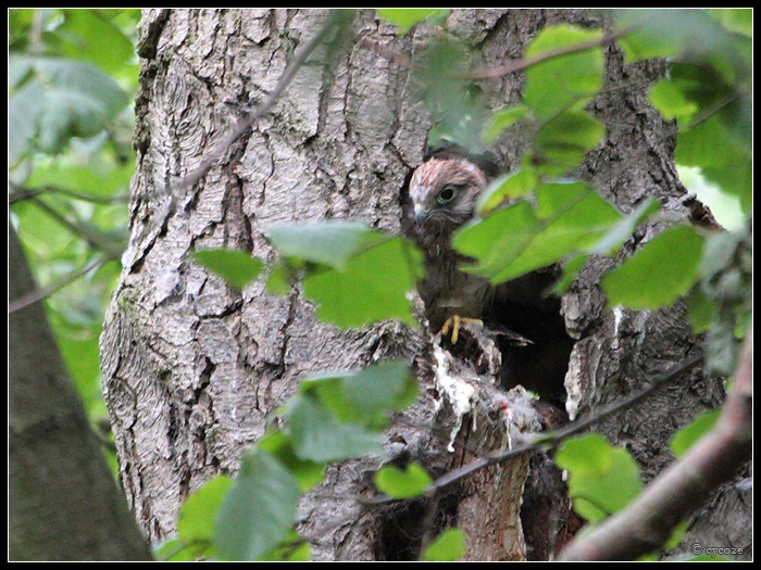 Kestrel Nest