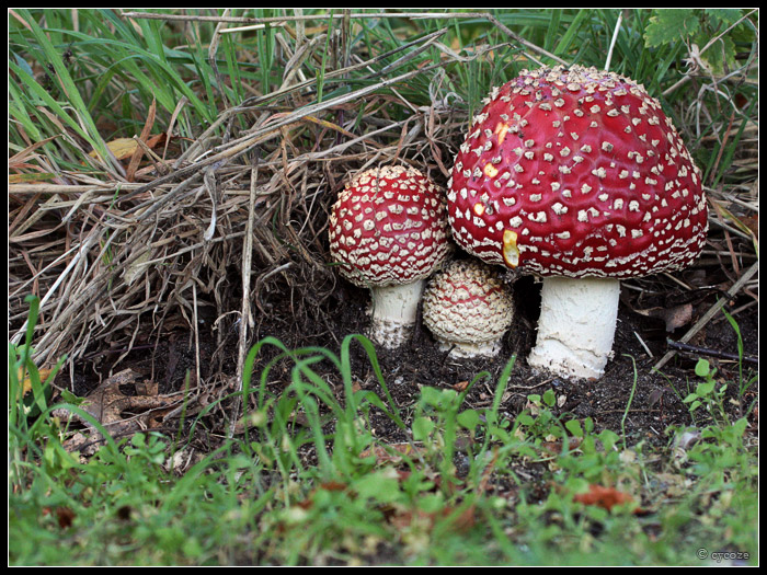 Fly Agaric