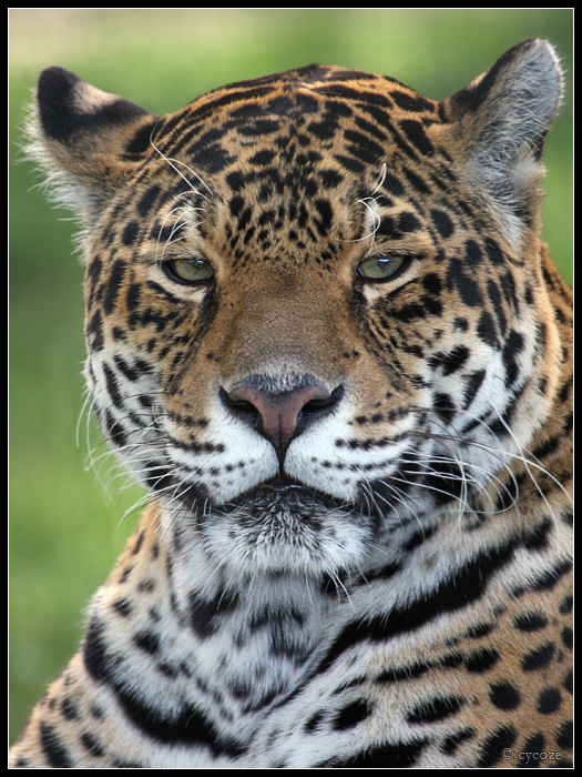 Jaguar