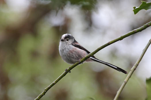 Long Tailed Tit 6