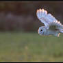 Barn Owl Flight 2