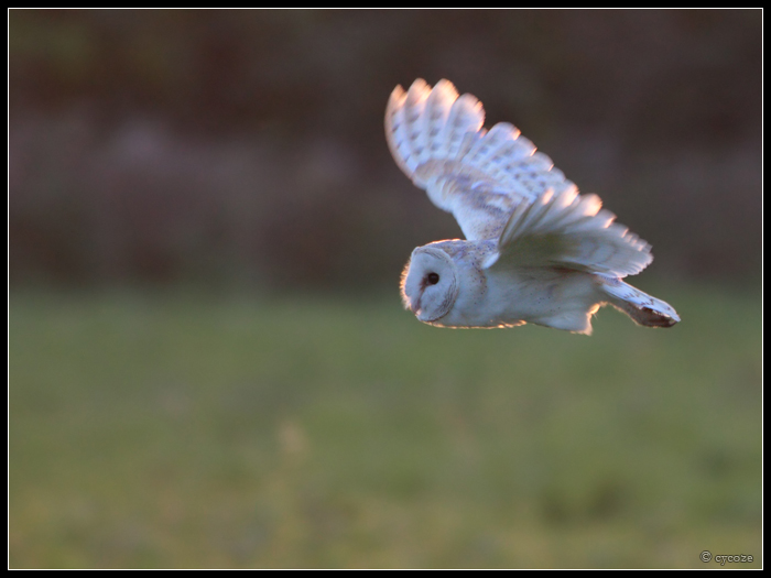 Barn Owl Flight 2