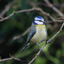 Blue Tit Twig