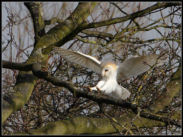 Barn Owl Landing