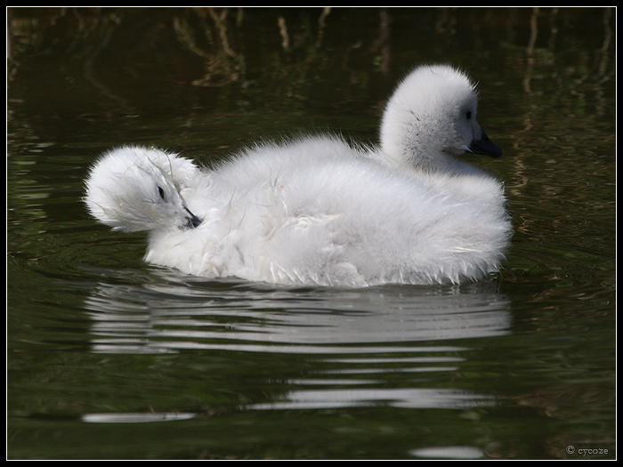 Siamese Cygnet Twins