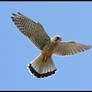 Kestrel Windhover