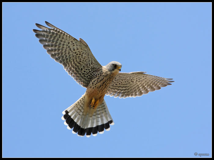 Kestrel Windhover