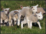 Piggy-back Lambs by cycoze