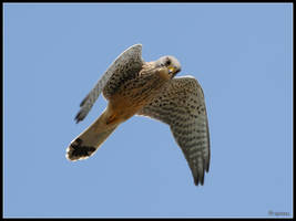 Kestrel Hunting