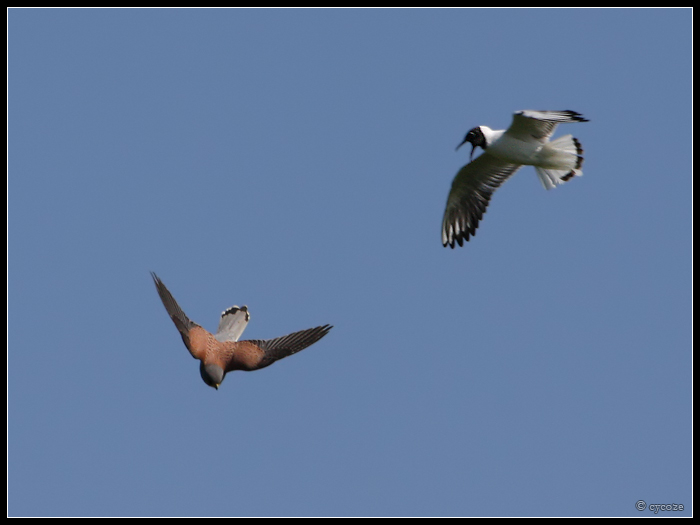 Kestrel Mobbed By Gull