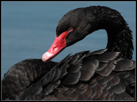 Black Swan