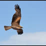 Black Kite