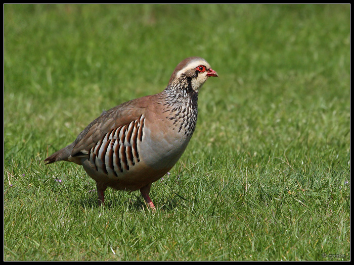 Red-legged Partridge