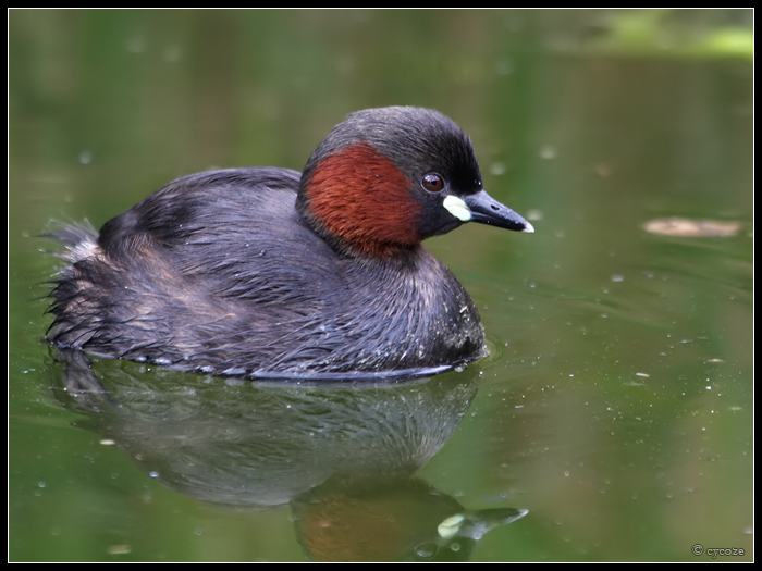 Little Grebe 2