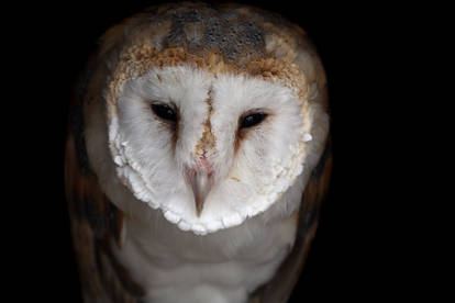 Barn Owl Face