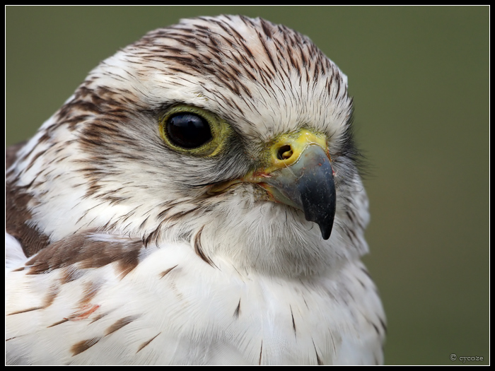 Saker Falcon