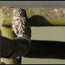 Little Owl 2