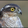 Sparrowhawk Portrait