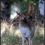 Fallow Stag 3