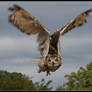 Eagle Owl Flight