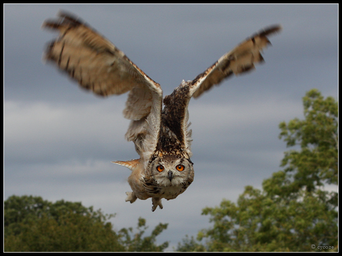 Eagle Owl Flight