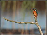 Kingfisher by cycoze