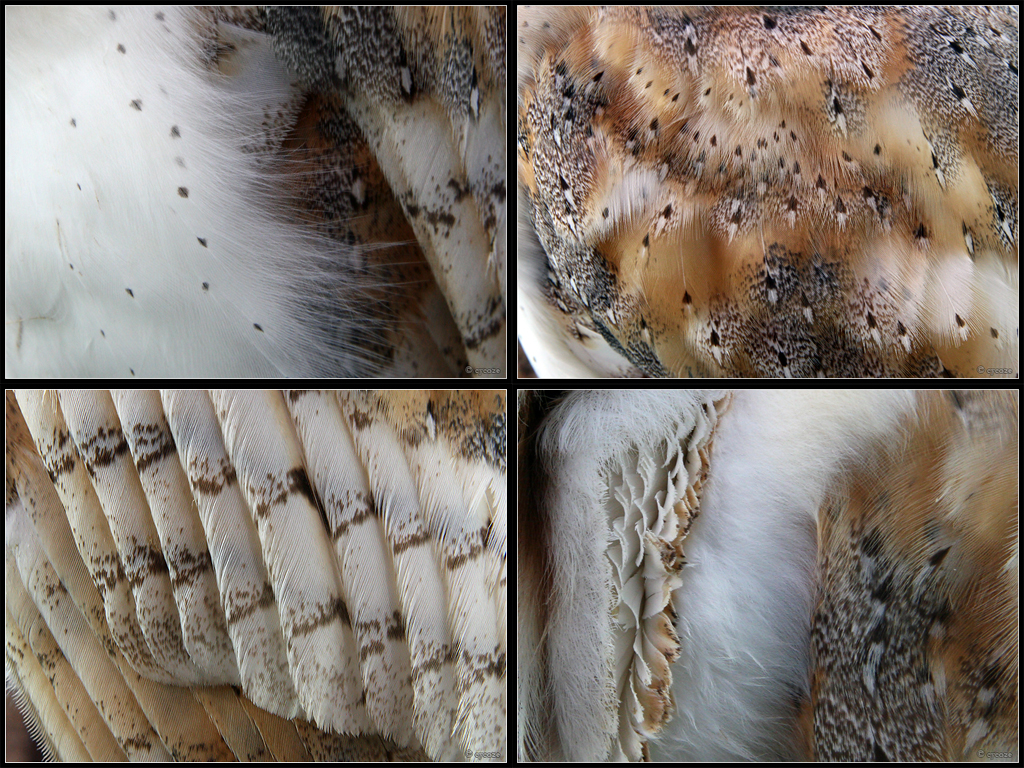 Barn Owl Plumage