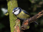 Blue Tit 5 by cycoze