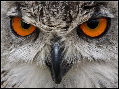 Turkmanian Eagle Owl