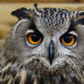 Female Eurasian Eagle Owl