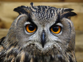 Female Eurasian Eagle Owl