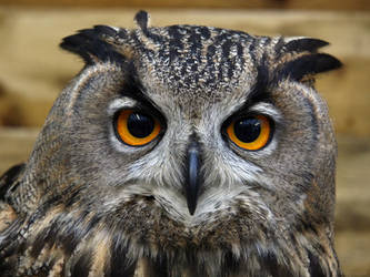 Female Eurasian Eagle Owl