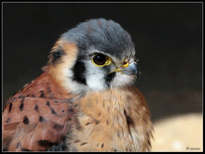 American Kestrel