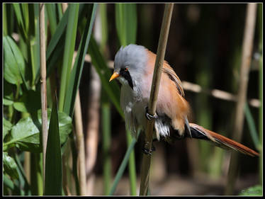 Mean Looking Tit