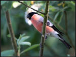 Bullfinch Male by cycoze